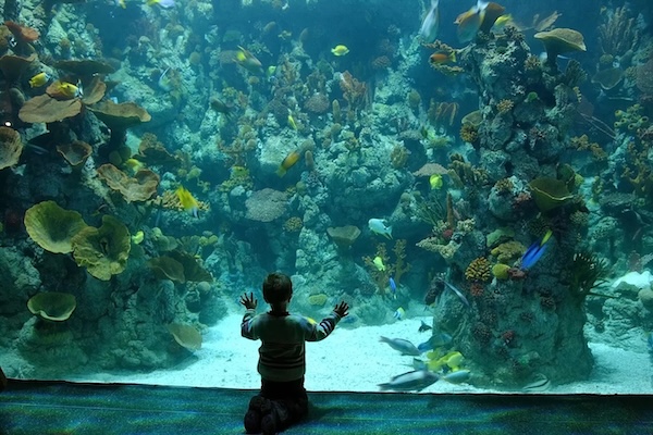 The Deep in Hull